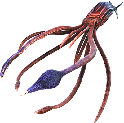 Tusoteuthis
